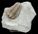 Prone Flexicalymene Trilobite - Ohio #61045-3